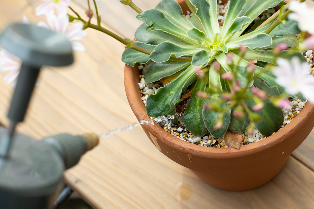 レウィシアの水やり