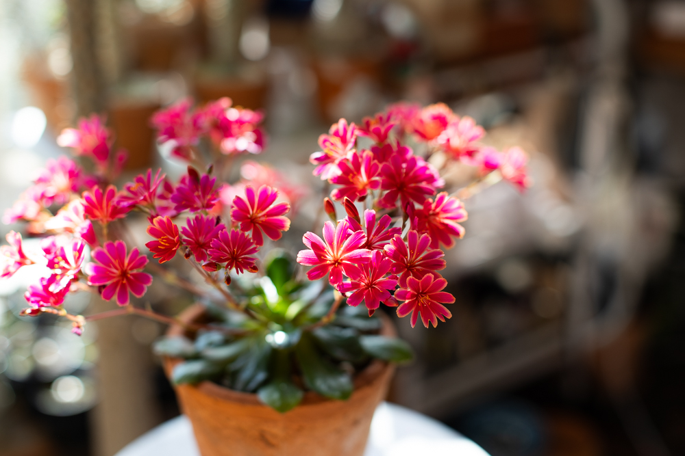 宝石のようなレウィシアの花