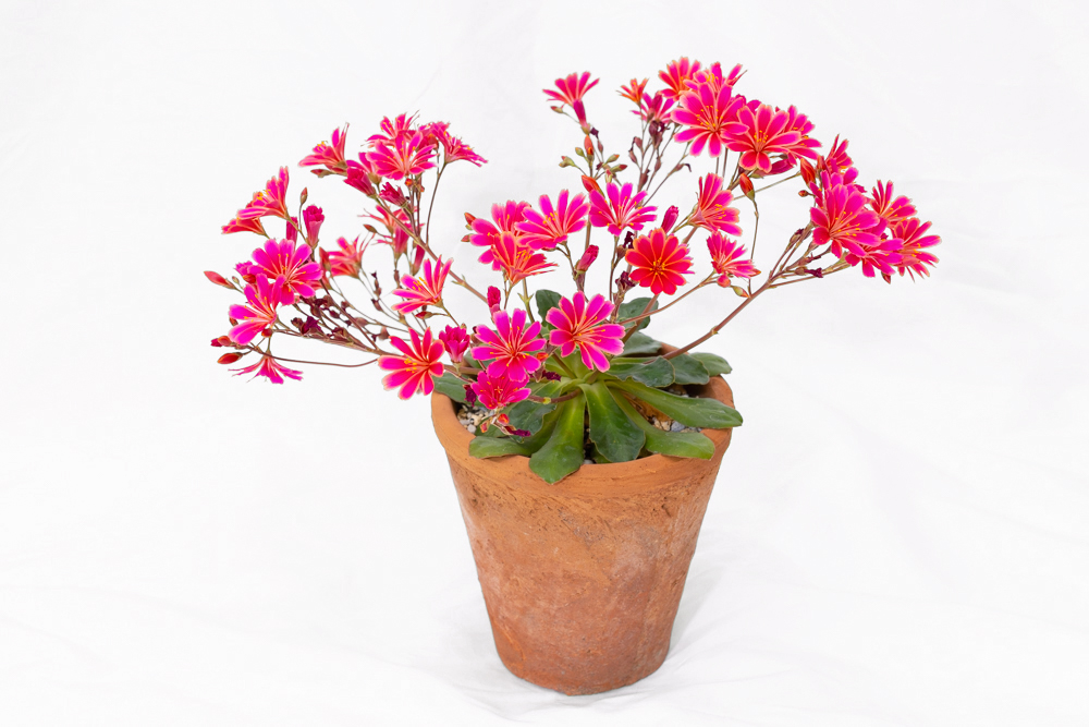 情熱的な色彩のレウィシア