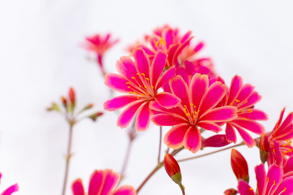 レウィシアの花のクローズアップ