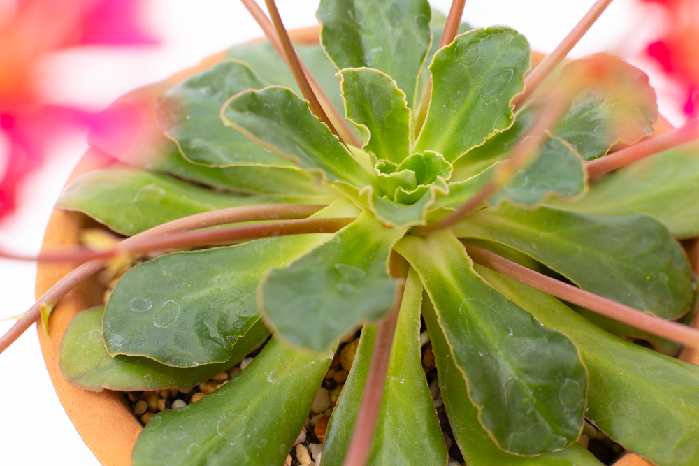 レウィシアのロゼッタ状の葉