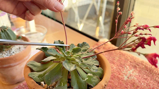 先終わった花茎は潔くカット