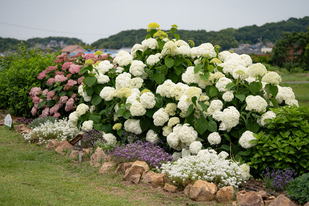 切り花におすすめのPW品種の一つ、アナベル「グランデ クリーム」。花の直径約30cmと大きい品種。庭ならではの迫力が楽しめます。耐暑性も◎。