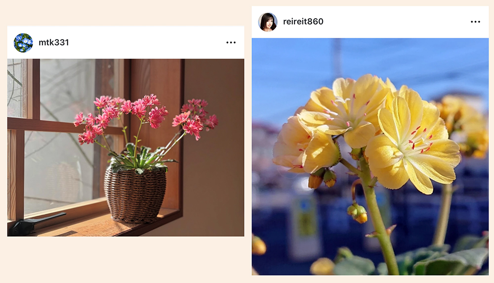 Instagramの中のレウィシア