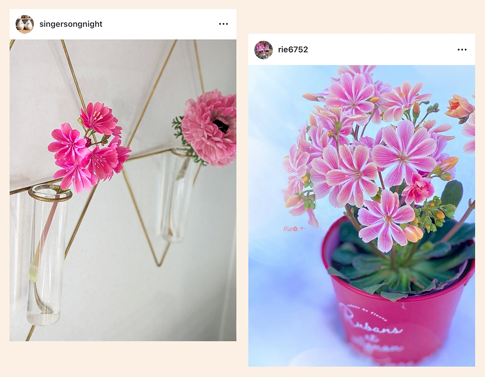 Instagramの中のレウィシア