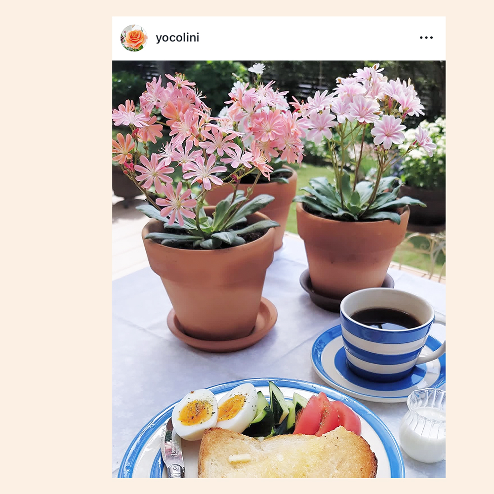 Instagramの中のレウィシア