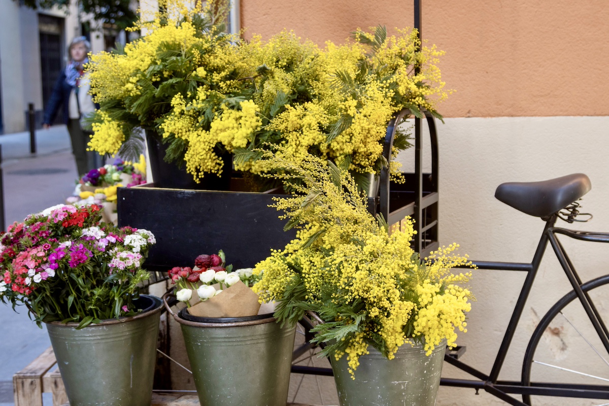 3月8日「ミモザの日」って何をする日? 幸せの黄色い花・ミモザ(アカシア)の特徴、豆知識、全国の開花情報をご紹介!