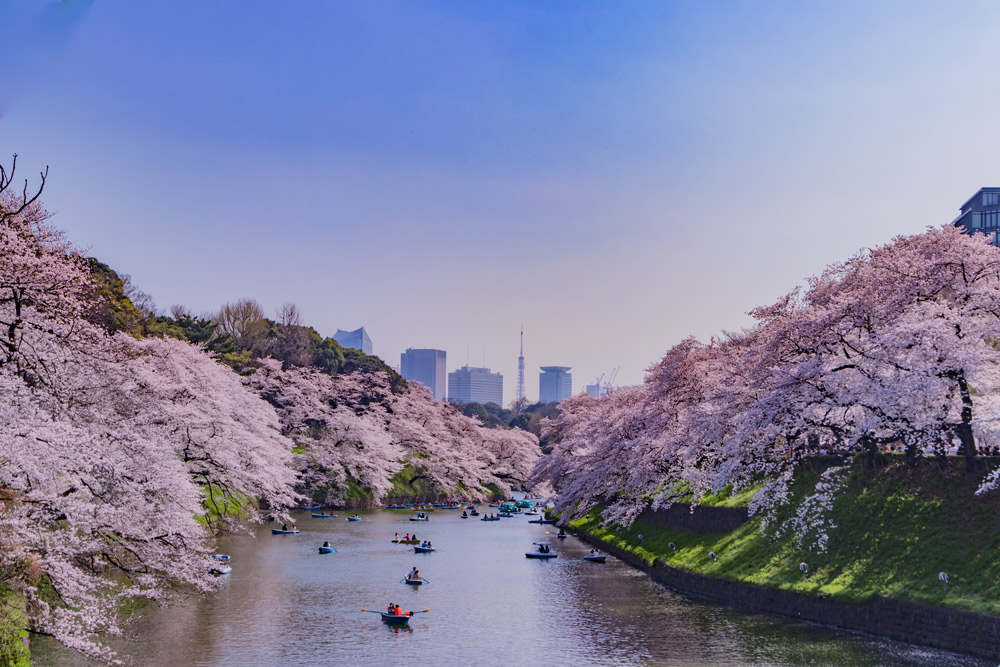東京・千鳥ヶ淵のサクラ。SKY Stock/Shutterstock.com