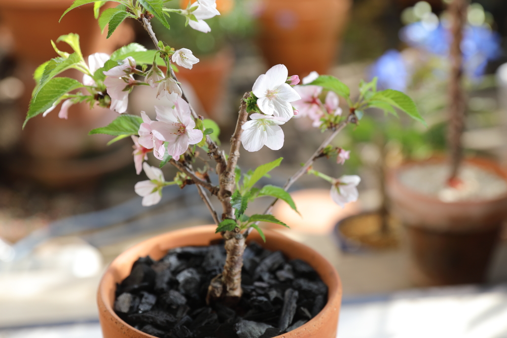 鉢植えの御殿場桜。