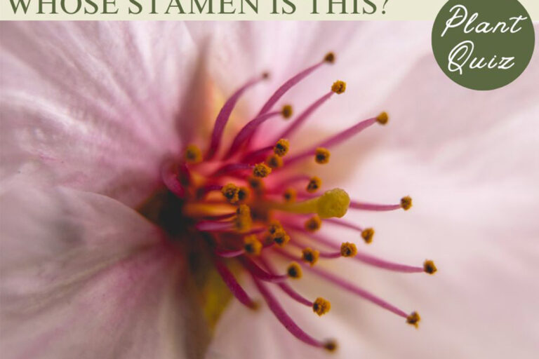 これなしで日本の春は始まらない!…この雄しべ、何の花?【Let’s Try! 植物クイズ】Vol.39