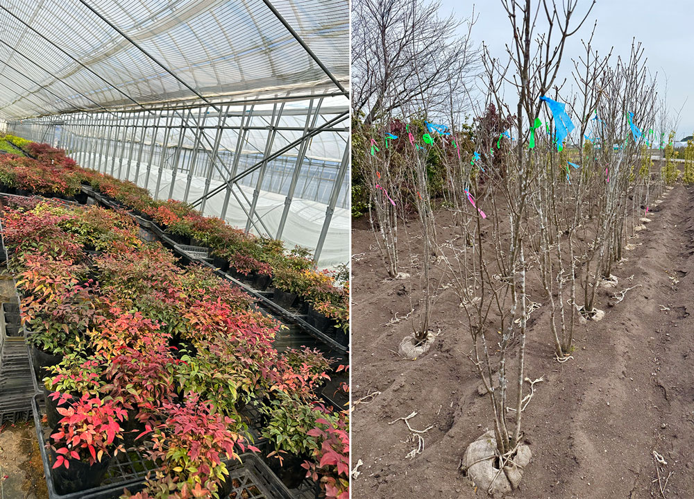 鈴鹿の植木生産現場。(左)矮性で分枝力に優れ、樹形が自然に整う矮性ナンテン/岡本緑化。 (右)庭木として人気のアオダモ。圃場で美しい斑入り模様を出すには、高い栽培技術が必要。/みどり(グリーングリーン))。
