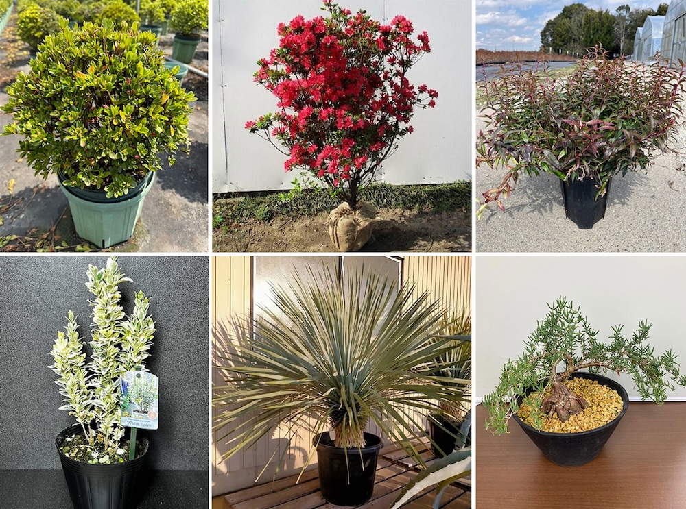 2025年開催の「推しグリーンコンテスト」でインスタに投稿された植木。(インスタ@uekifesより)