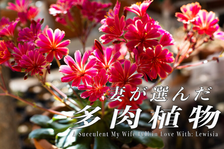 妻が選んだ多肉植物「レウィシア」|花に惚れる魅力と育て方のコツを解説