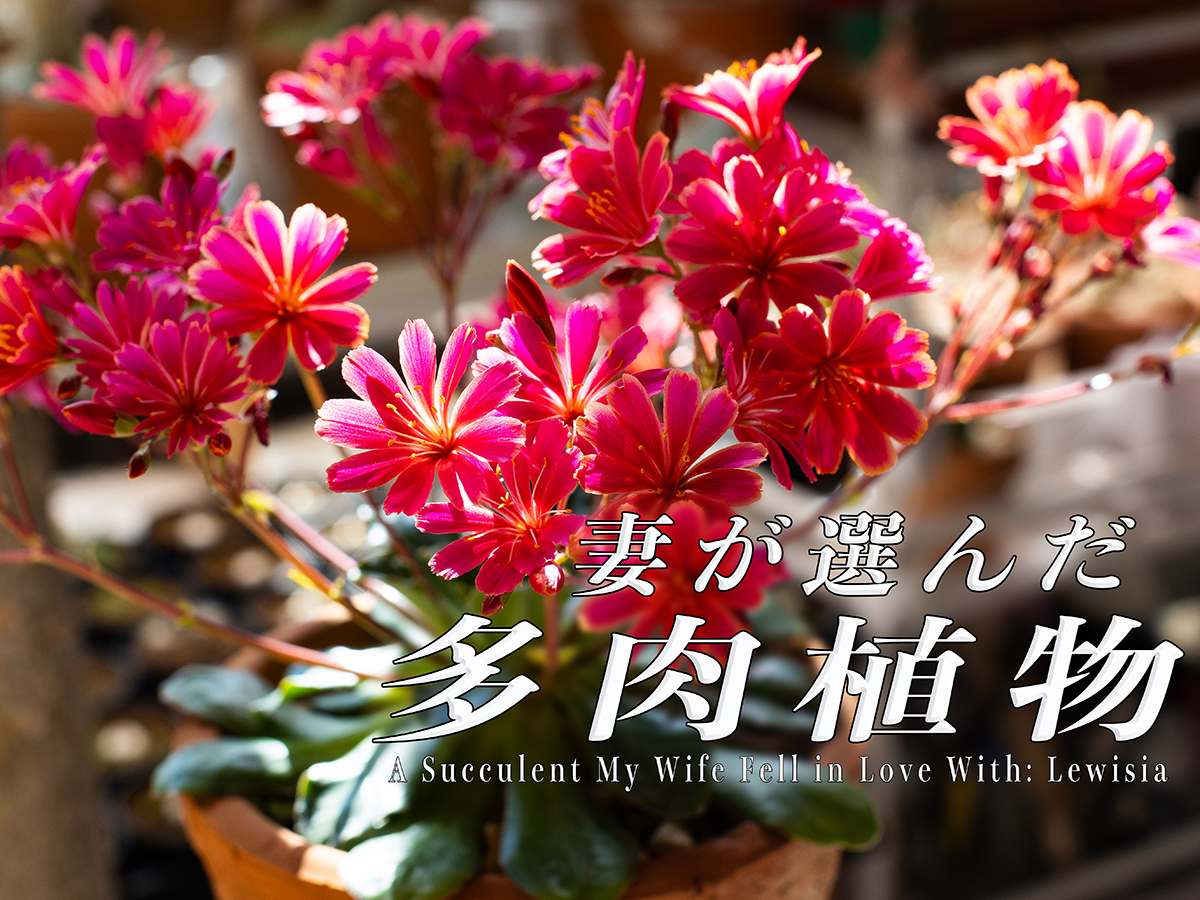 妻が選んだ多肉植物「レウィシア」｜花に惚れる魅力と育て方のコツを解説