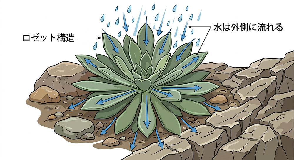 ロゼット構造図解