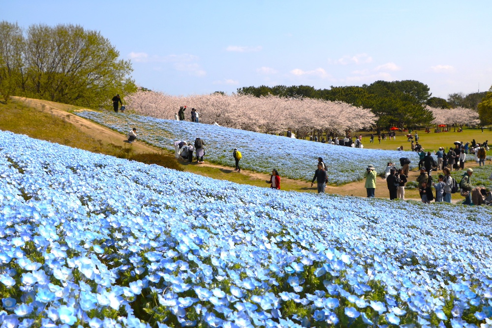 国営海の中道海浜公園「海の中道フラワーピクニック2026」