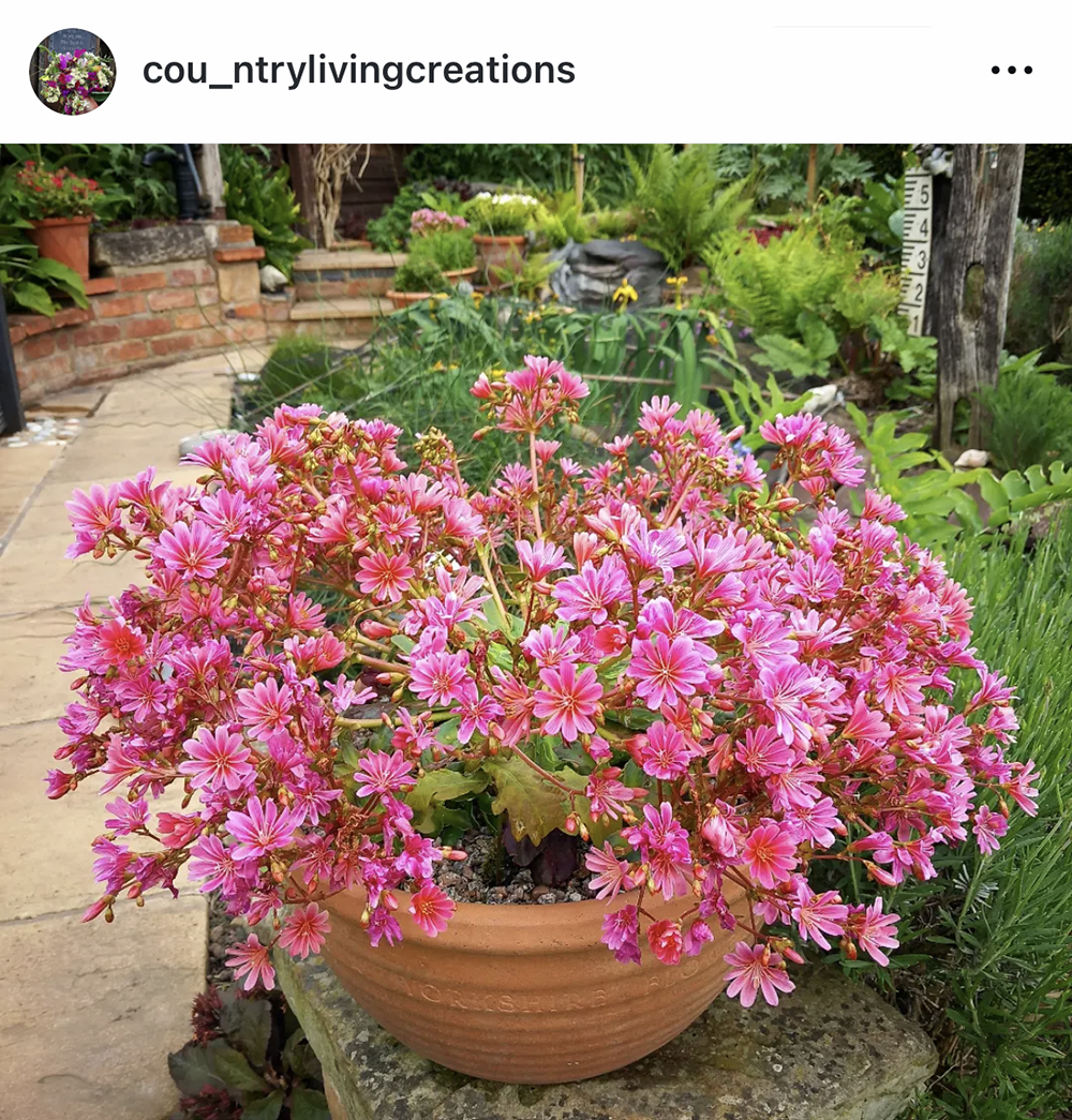 海外のレウィシア栽培