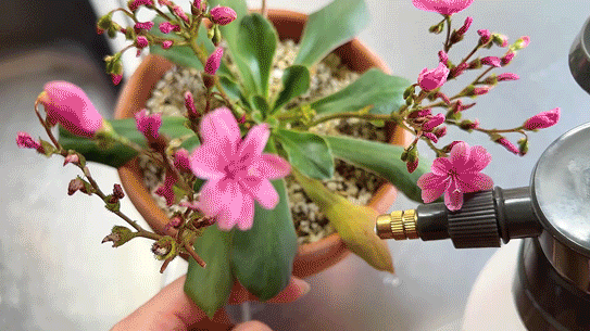 レウィシアの水やり