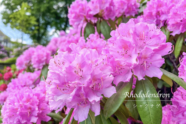 シャクナゲ・シャクヤク・ツツジの違い、わかる？  見分け方と花木の女王「シャクナゲ」の育て方を徹底解説！