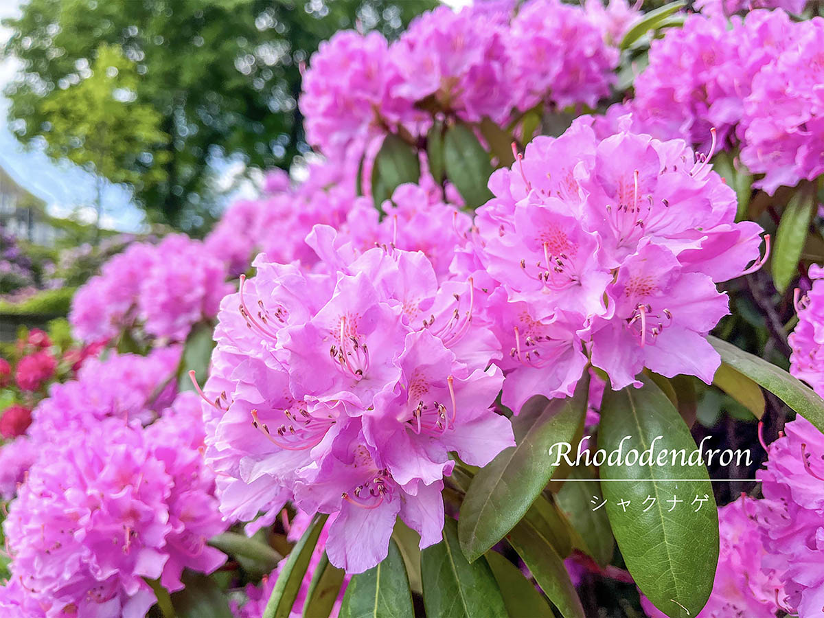 シャクナゲ・シャクヤク・ツツジの違い、わかる？  見分け方と花木の女王「シャクナゲ」の育て方を徹底解説！