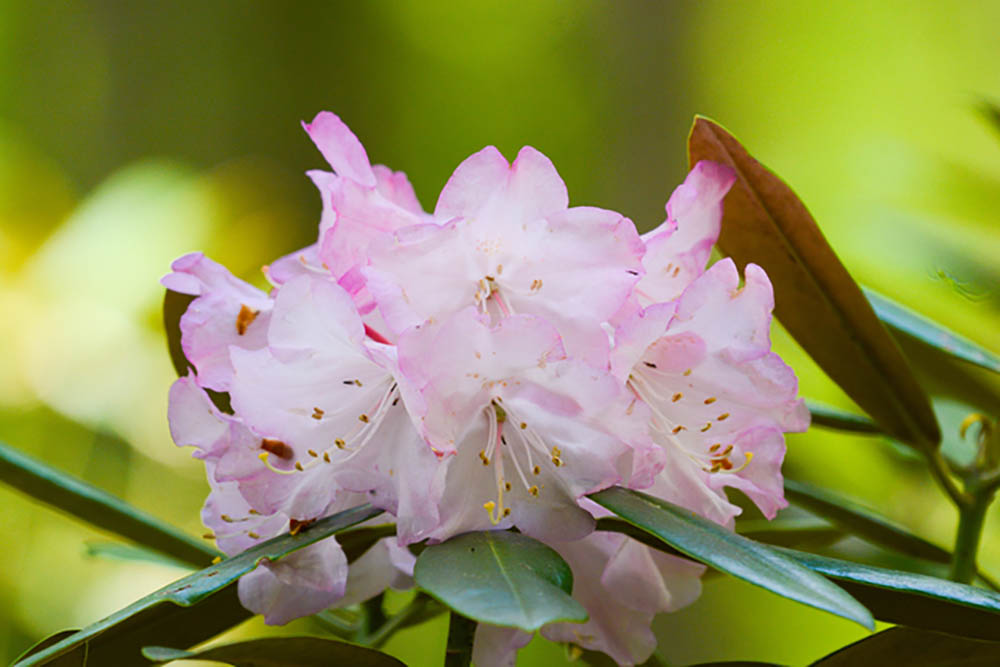 東石楠花　Rhododendron degronianum