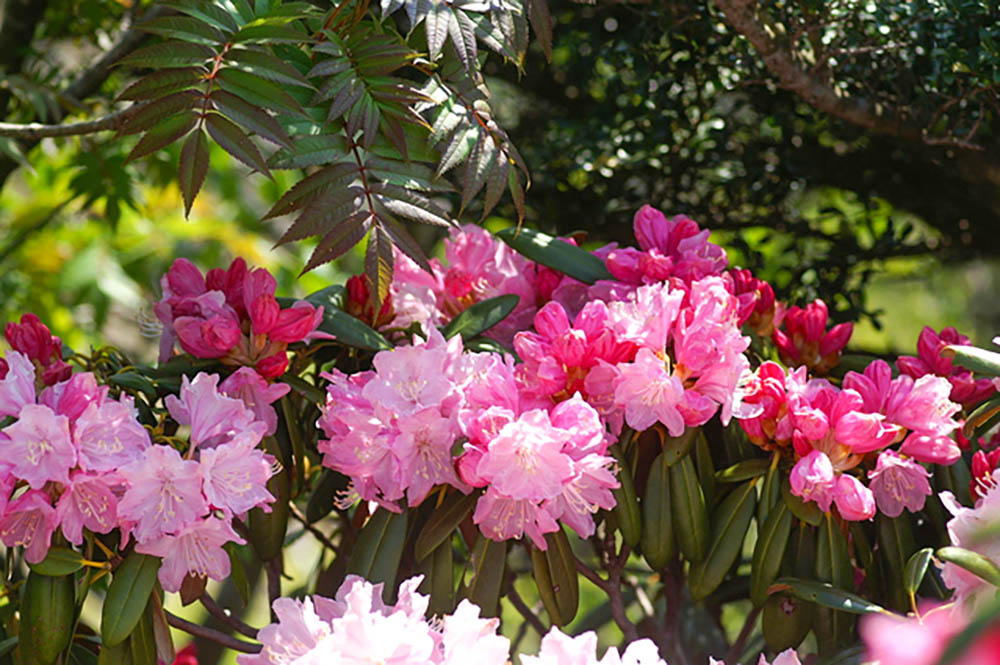 ツクシシャクナゲ