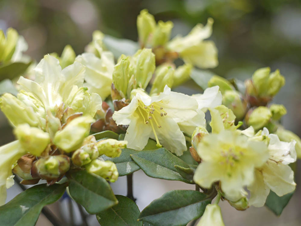 キバナシャクナゲ