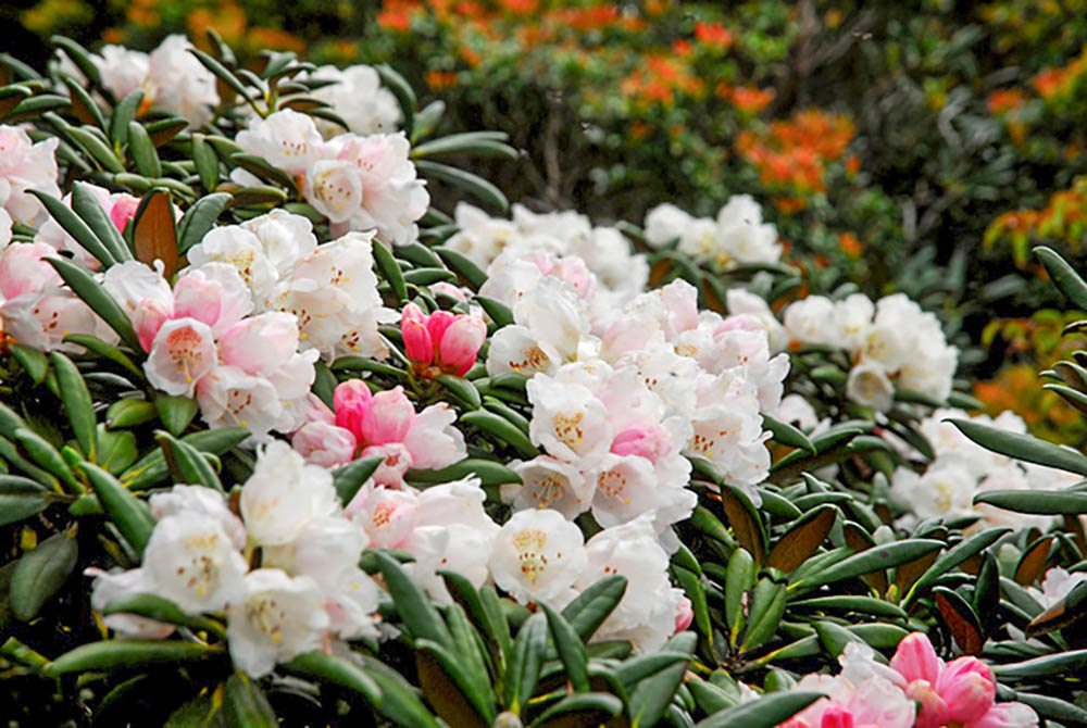 ヤクシマシャクナゲ