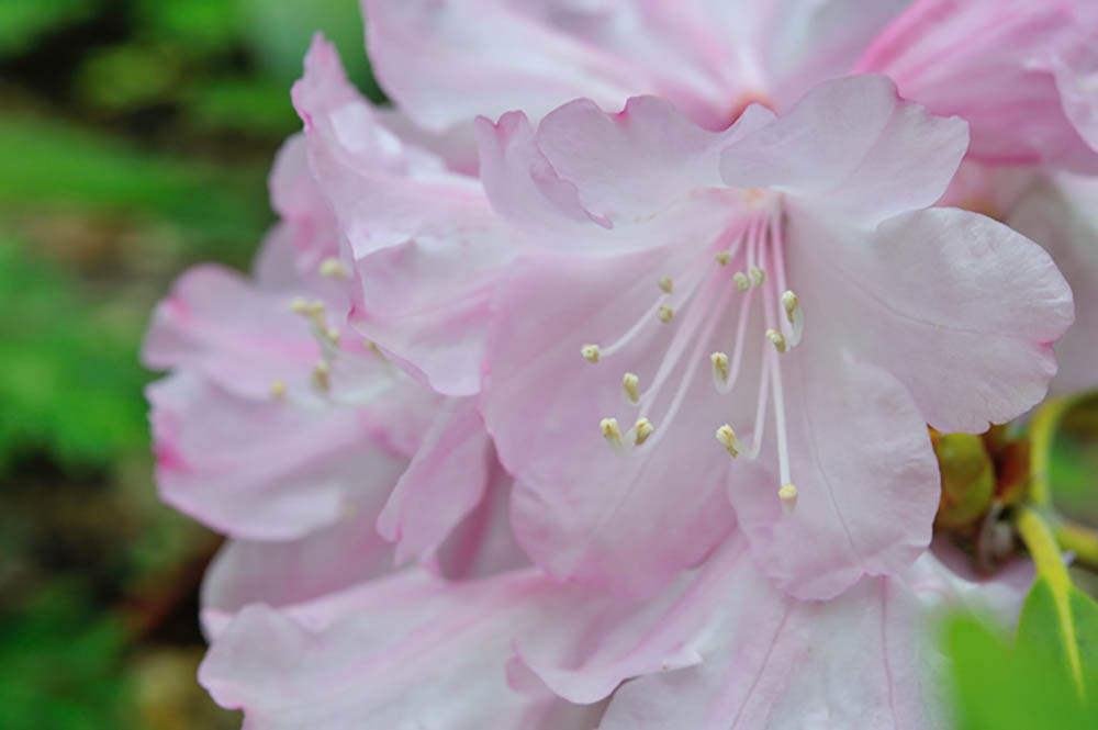 ホンシャクナゲ