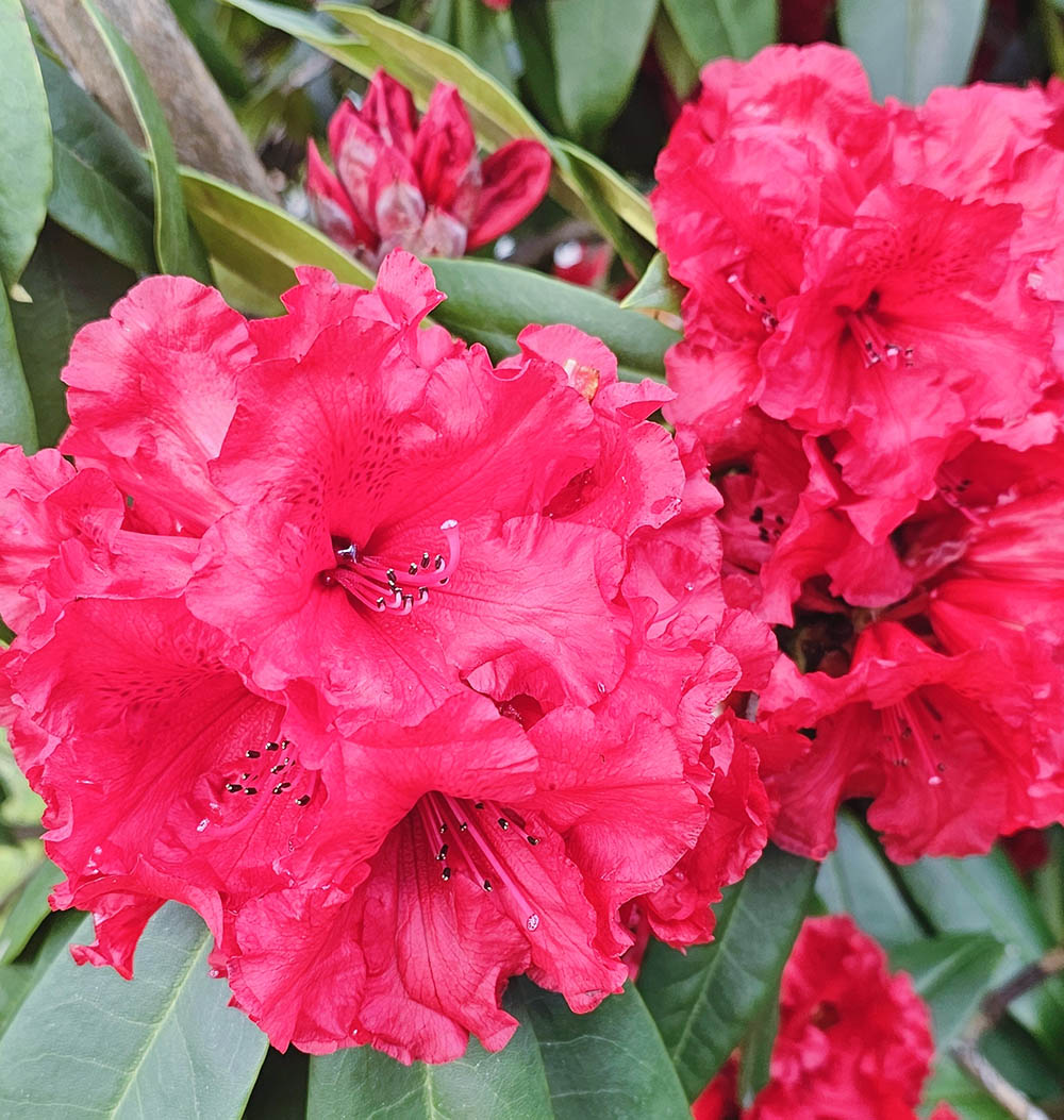 西洋シャクナゲ‘ジーン・マリー・ド・モンタギュー’