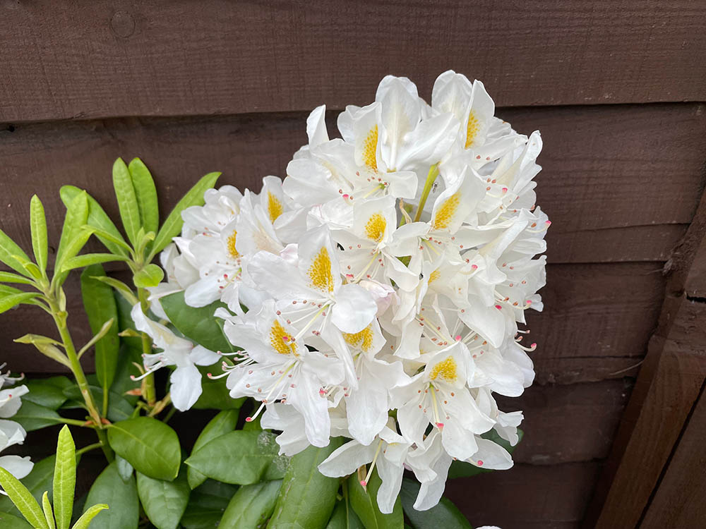 西洋シャクナゲ‘マダム・マッソン’