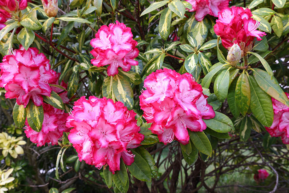 西洋シャクナゲ‘プレジデント・ルーズべルト’