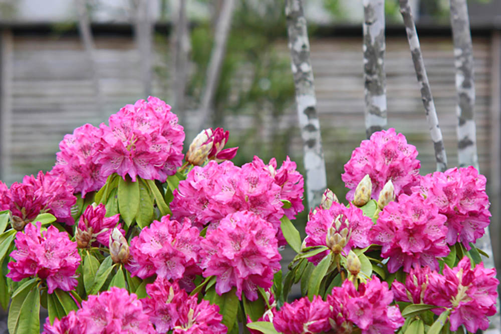 西洋シャクナゲ‘太陽’