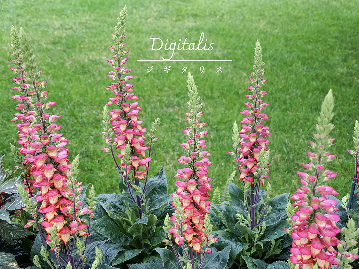 【プロが解説】驚きの進化！ 秋まで長く花が楽しめる「最新ジギタリス」の魅力と従来品種の育て方