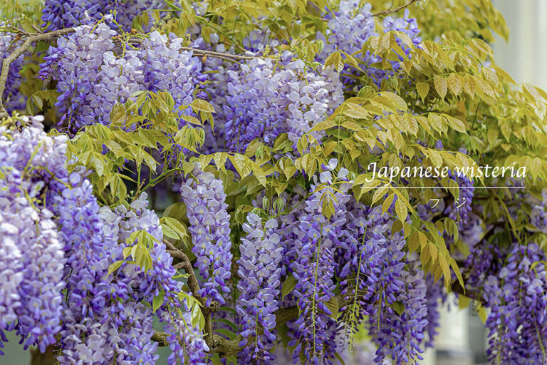 今が一番美しい！「藤の花」の見頃時期と自宅で育てるための豆知識と種類まとめ