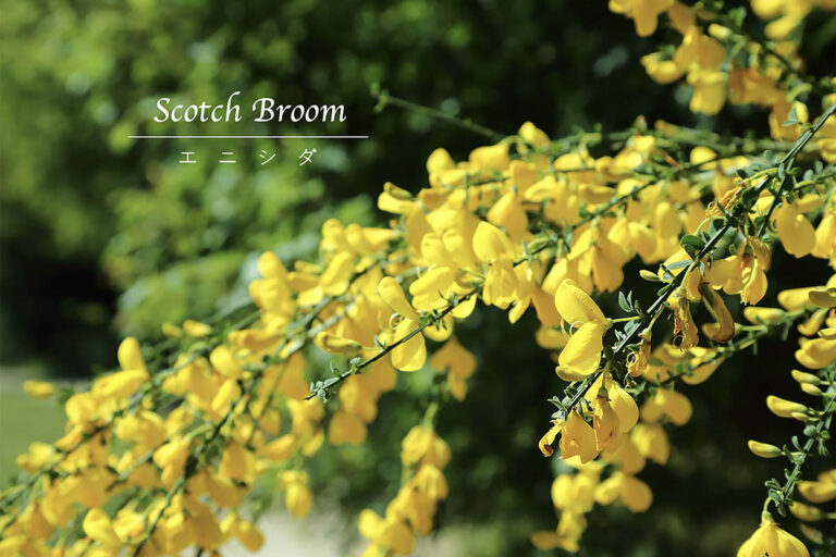 まるで黄金のシャワーの「エニシダ」の育て方｜ 甘い香りと蝶のような花を毎年楽しむ剪定のコツ