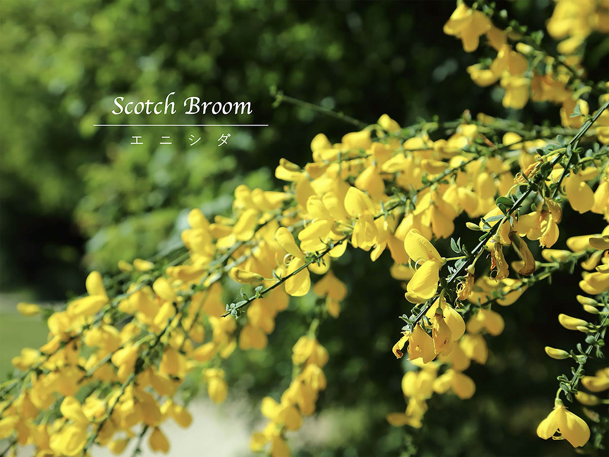 まるで黄金のシャワーの「エニシダ」の育て方｜ 甘い香りと蝶のような花を毎年楽しむ剪定のコツ