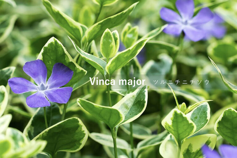 ツルニチニチソウの育て方|半日陰も明るく彩る強健グラウンドカバー! 失敗しないコツや注意点を解説