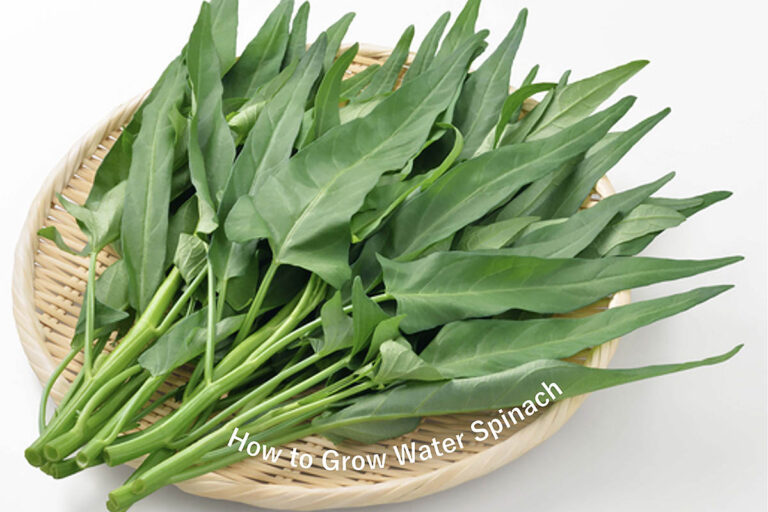 捨てたらもったいない！ 買ってきた「空芯菜の茎」から始める超簡単な無限水耕栽培