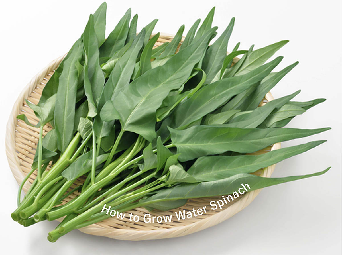 捨てたらもったいない！ 買ってきた「空芯菜の茎」から始める超簡単な無限水耕栽培