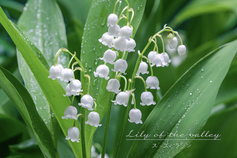 【春の花】小さいけれど強い植物! 一度植えれば毎年咲く、可憐でお得な「スズラン」の育て方