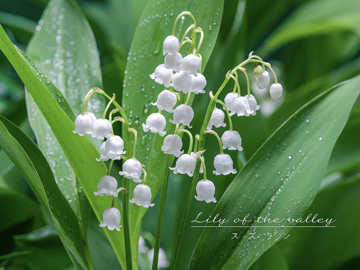 【春の花】小さいけれど強い植物！ 一度植えれば毎年咲く、可憐でお得な「スズラン」の育て方