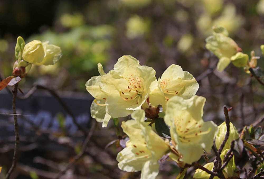 ミニシャクナゲ‘レン’　 Rhododendron keiskei ‘Wren’