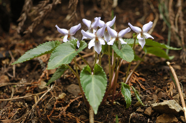 ナガバノスミレサイシン