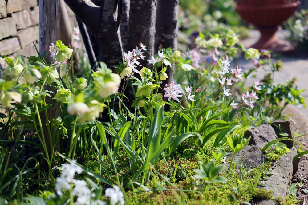 へスペランサ・ククラータやクリスマスローズ