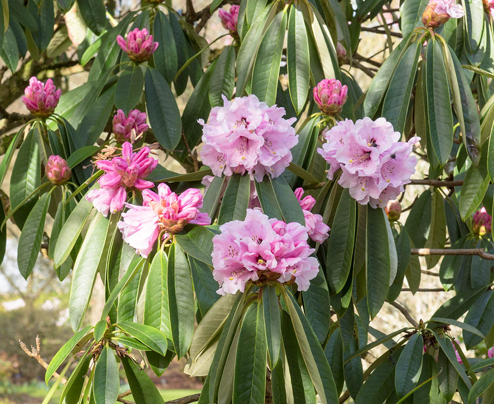 アカボシシャクナゲ