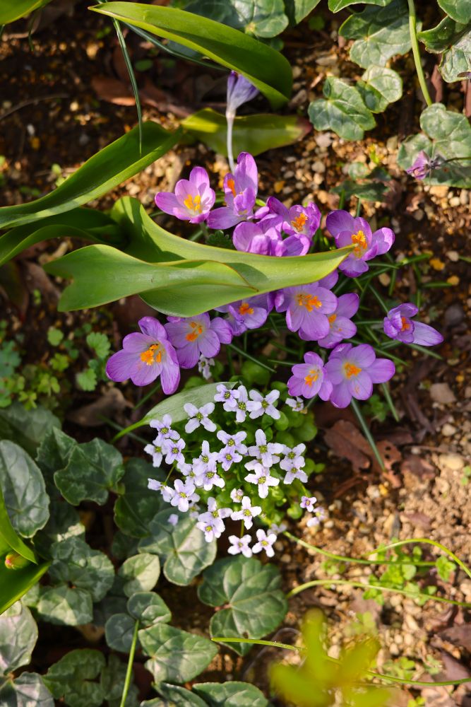 クロッカスとイオノプシジウム