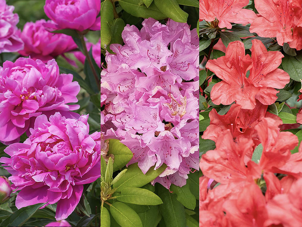 シャクナゲ、シャクヤク、ツツジ