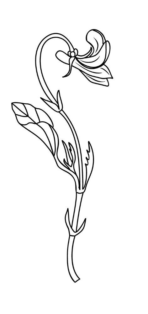 スミレの地上茎