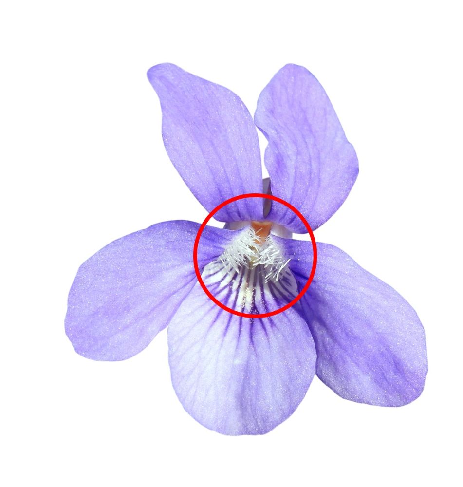 スミレの側弁の毛